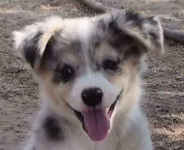 BLUE MERLE MALE!