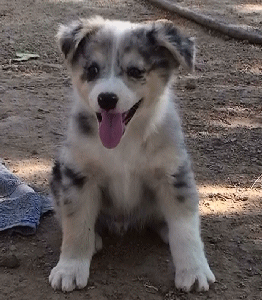 BLUE MERLE MALE