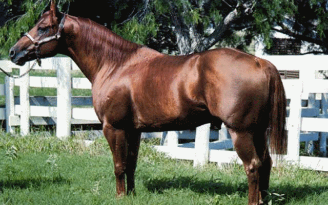 MR SAN PEPPY (Kitty's great grandsire)!