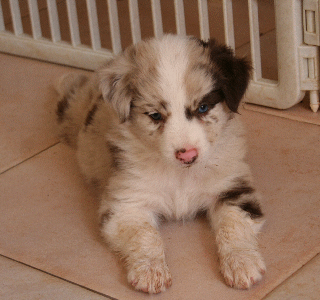 RED MERLE FEMALE 