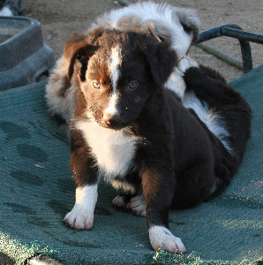 RED BI-COLORED MALE 