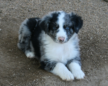 BLUE MERLE MALE 