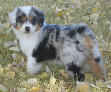 Blue Merle Puppy by Risky!