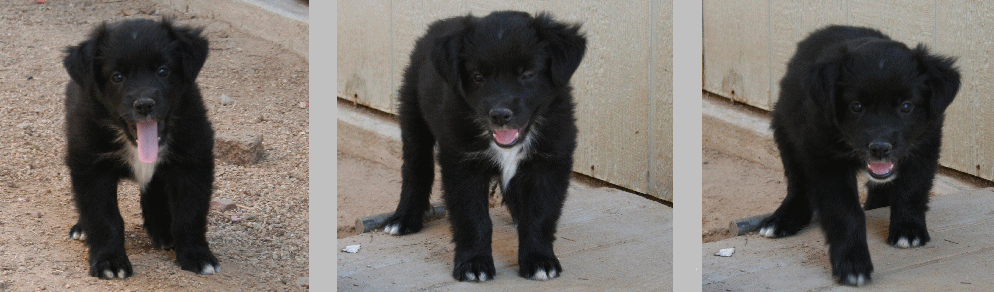 BLACK MALE