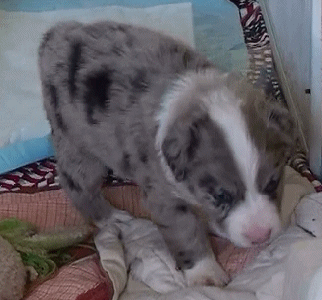 BLUE MERLE FEMALE - Paris!