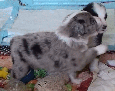 BLUE MERLE FEMALE - Paris - $550!