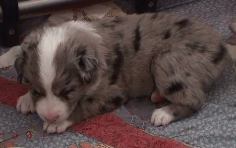 BLUE MERLE FEMALE - Paris - $550!