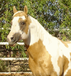 PERFECT IN GOLD. Click to go to stallion page.