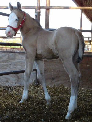 Hotrod - Buckskin Overo by Perfect In Gold