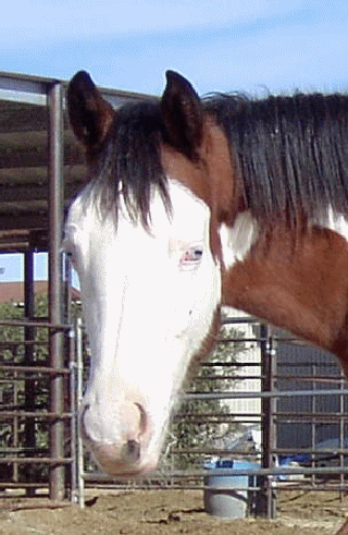 Hotwire - Overo Filly by Perfect In Gold