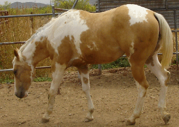 Lace - Palomino Tobiano Filly by Perfect In Gold