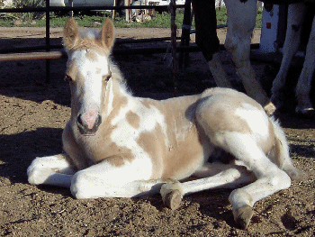 PJ - Palomino Tobiano by Perfect In Gold