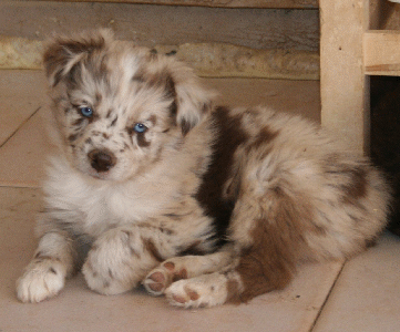 RED MERLE MALE!