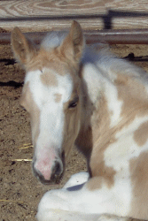 Tovero Colt by Perfect In Gold
