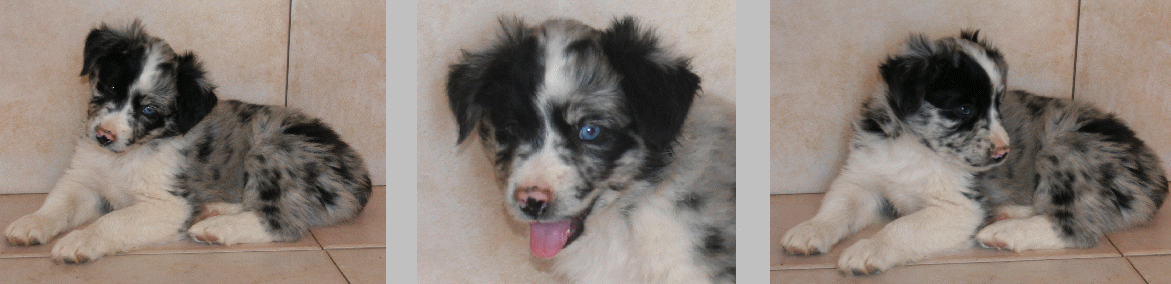 BLUE MERLE MALE
