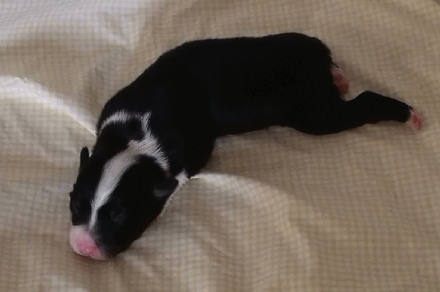 BLACK TRI-COLORED FEMALE!
