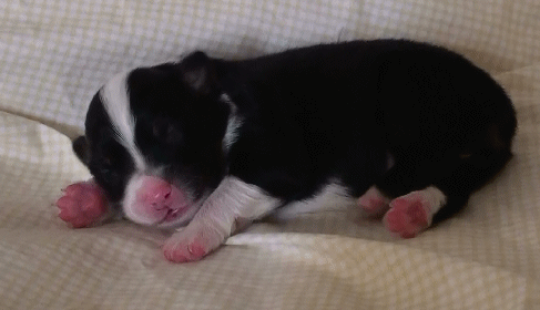 BLACK TRI-COLORED FEMALE!