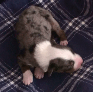BLUE MERLE MALE