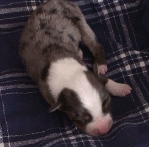 BLUE MERLE MALE!