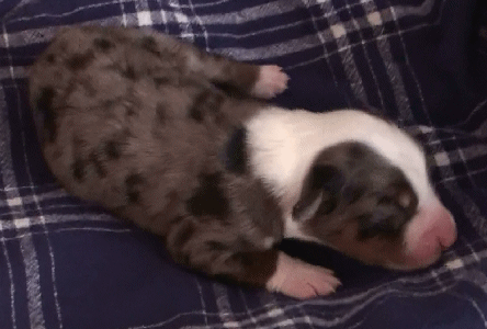 BLUE MERLE MALE!