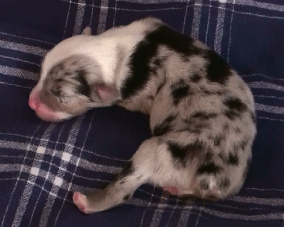 BLUE MERLE MALE  - MONACO!