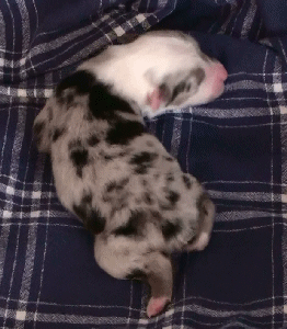 BLUE MERLE MALE  - MONACO!