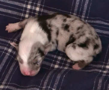 BLUE MERLE MALE  - MONACO!