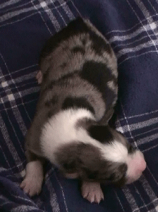 BLUE MERLE MALE