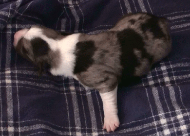 BLUE MERLE MALE!