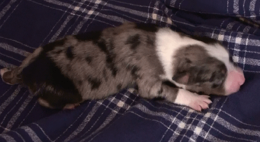 BLUE MERLE MALE!