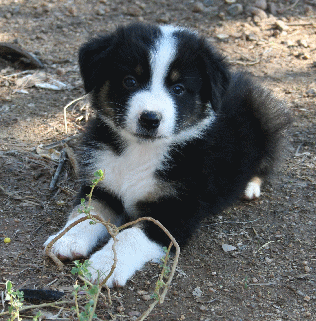 BLACK TRI-COLORED MALE 
