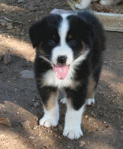 BLACK TRI-COLORED MALE 