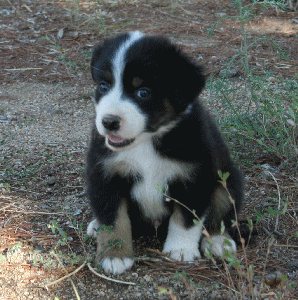 BLACK TRI-COLORED MALE 