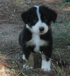 BLACK TRI-COLORED MALE 