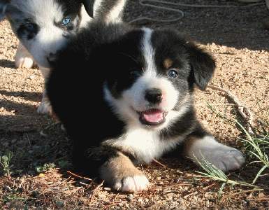 BLACK TRI-COLORED MALE 