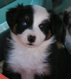 Tricolor with one full blue eye!  We do occasionally get some blue in our solid puppies eyes which is due to a different genetic gene than the blue eyes on Merle pups! Puppy out of an Oz/Prowler litter!