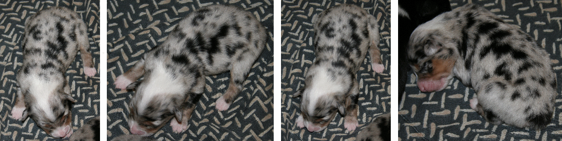 BLUE MERLE FEMALE!
