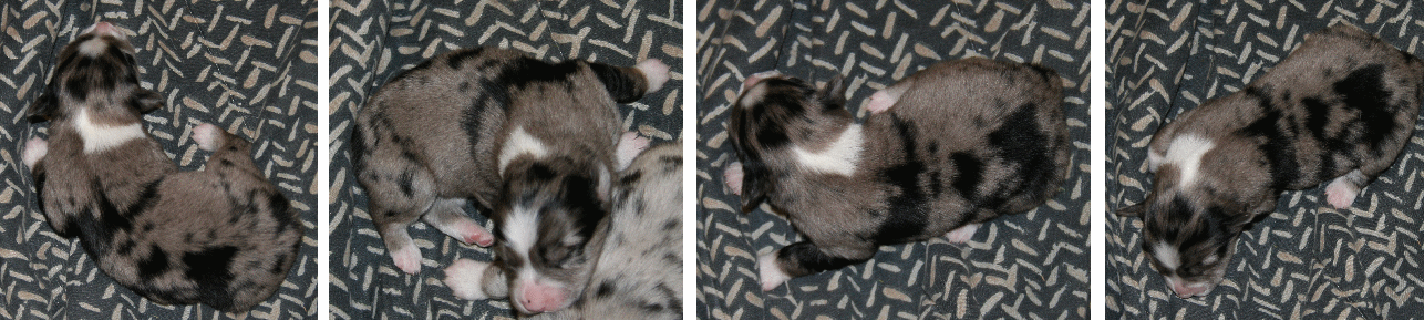 BLUE MERLE FEMALE!