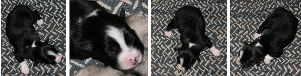 BLACK BI-COLORED FEMALE! 