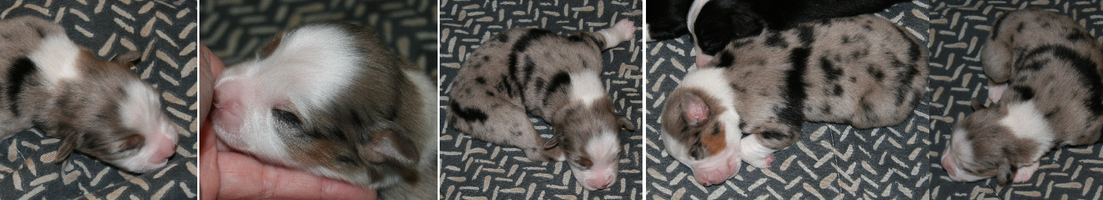 BLUE MERLE FEMALE!