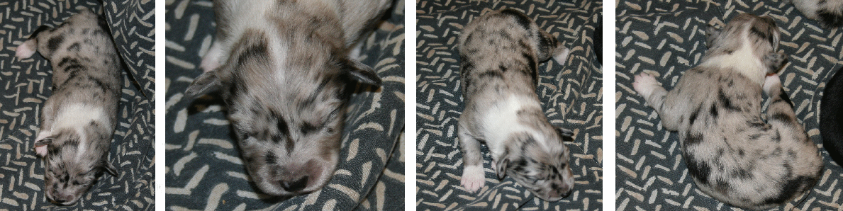 BLUE MERLE FEMALE!