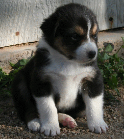 Tricolor out of an Oz/Prowler litter!