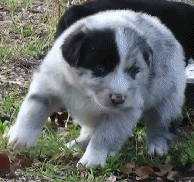 Blue Merle Puppy out of a Oz/Prowler litter!