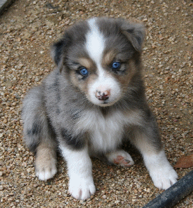 BLUE MERLE MALE