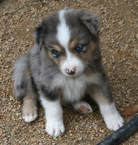BLUE MERLE MALE!