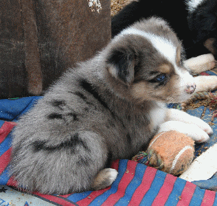 BLUE MERLE MALE!