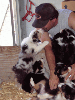 Puppies from a previous litter by Risky out of Panda