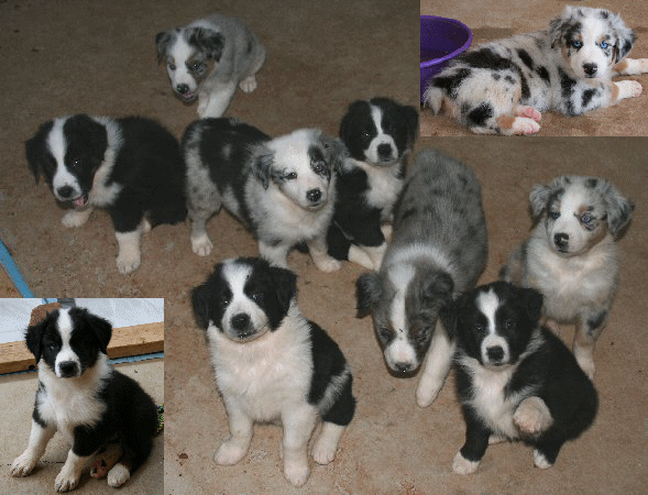 Puppies by WILDWEST WIZARD OF FAIROAK!