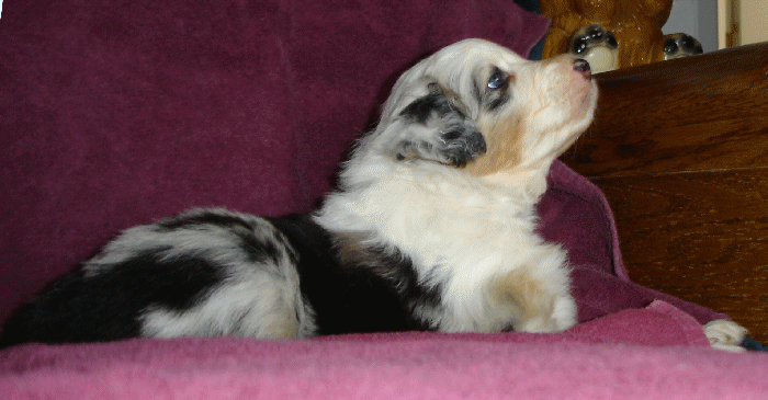 Blue Merle Puppy out of a Sir Risk It All Blues litter!