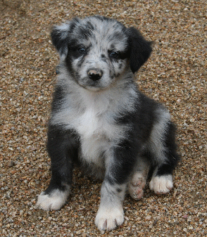 BLUE MERLE FEMALE - Ari! 